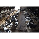 Tierzucht & Weidezaun